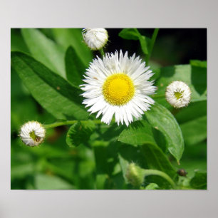 White Flower Ogräs Poster