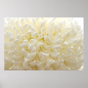 White Flower Poster
