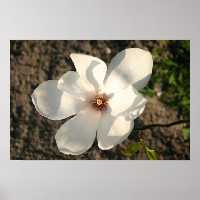 White Flower Poster (Framsidan)