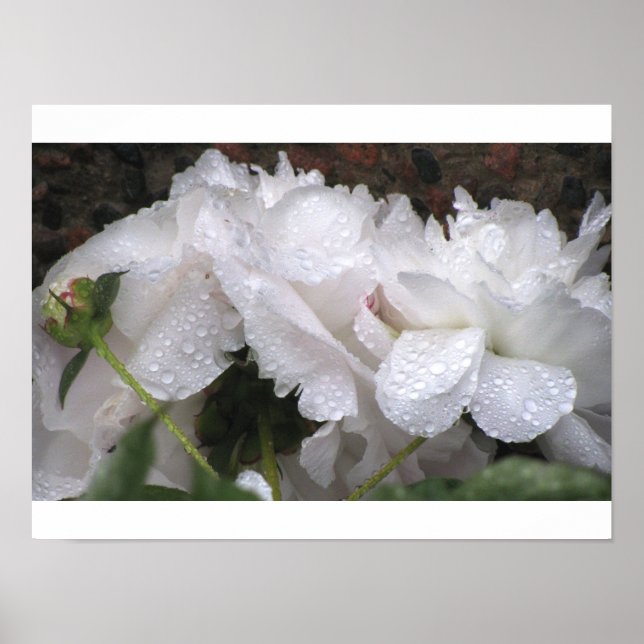 White Flower Poster (Framsidan)