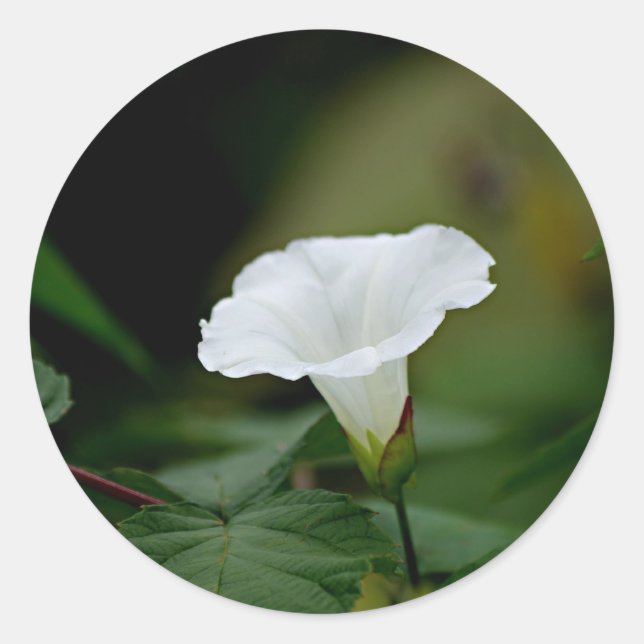 White Flower Runt Klistermärke (Framsida)