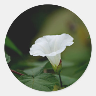 White Flower Runt Klistermärke
