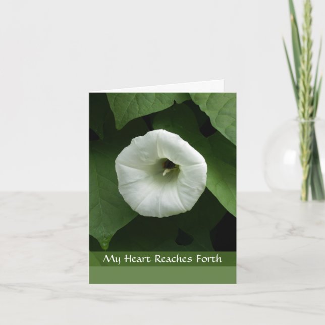 White Flower Sympathy Condolence Card Kort (Framsida)