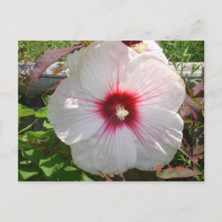 White Flower Vykort