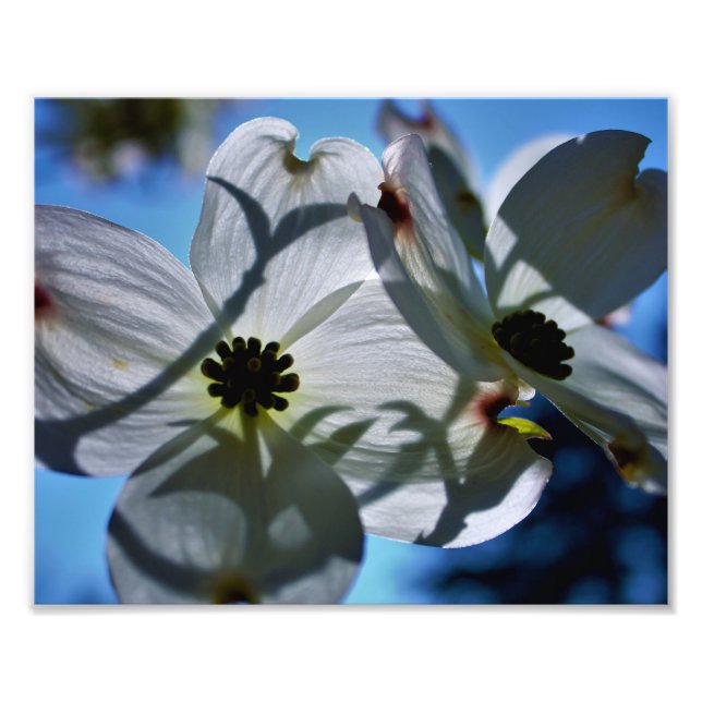 white flowers fototryck (Framsidan)