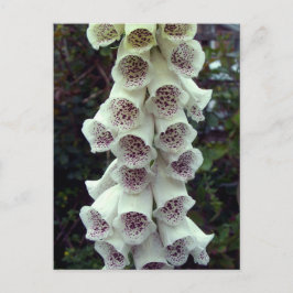 White Foxglove Vykort