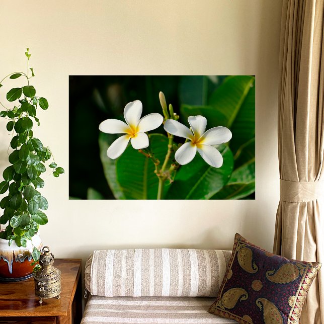 White Frangipani Kanvastryck Poster (Skapare uppladdad)
