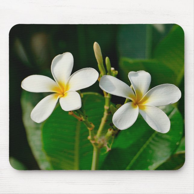 White Frangipani Musmatta (Framsidan)
