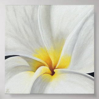 White Frangipani Poster