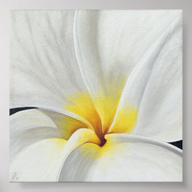 White Frangipani Poster (Framsidan)
