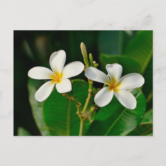 White Frangipani Vykort (Framsida)