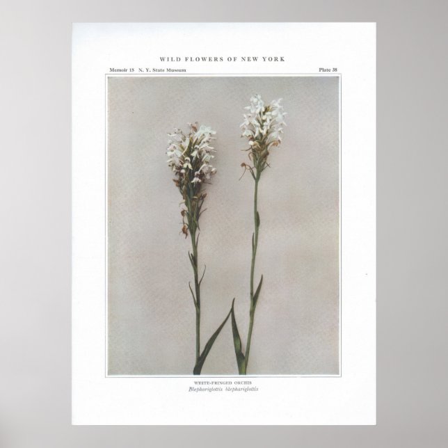White-Fringed Orchis Poster (Framsidan)