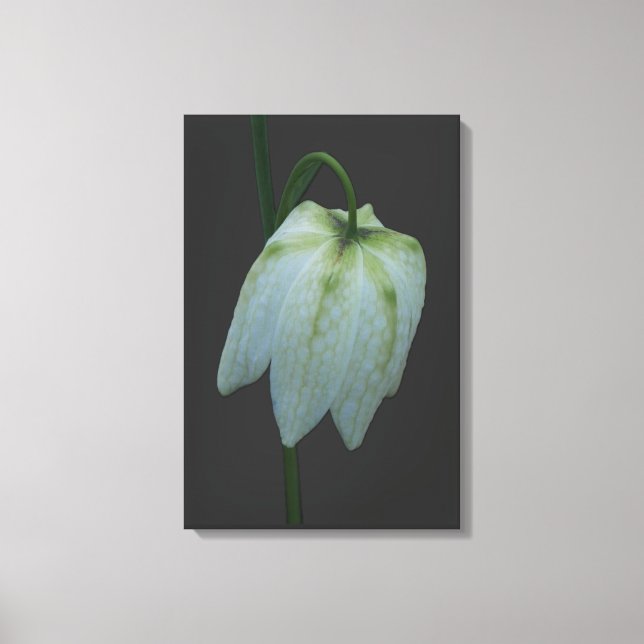 White Fritillary Flower Canvas Print (Framsida)