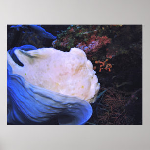 White Frogfish Porträtt Poster