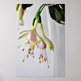 White Fuchsia Hawkshead Summer Flower Poster