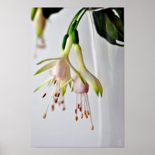White Fuchsia Hawkshead Summer Flower Poster