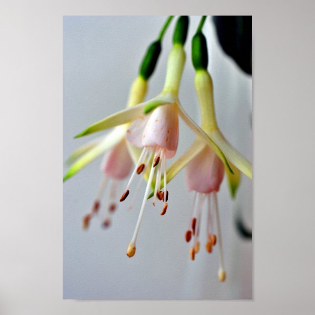 White Fuchsia Hawkshead Summer Flower Poster (Framsidan)