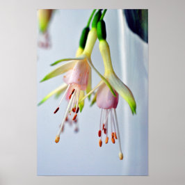 White Fuchsia Hawkshead Summer Flower Poster