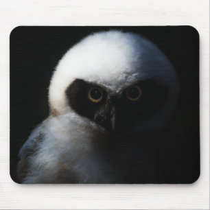 White Fuzzy Uggla med Piercing Gaze Musmatta