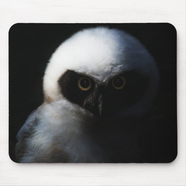 White Fuzzy Uggla med Piercing Gaze Musmatta (Framsidan)