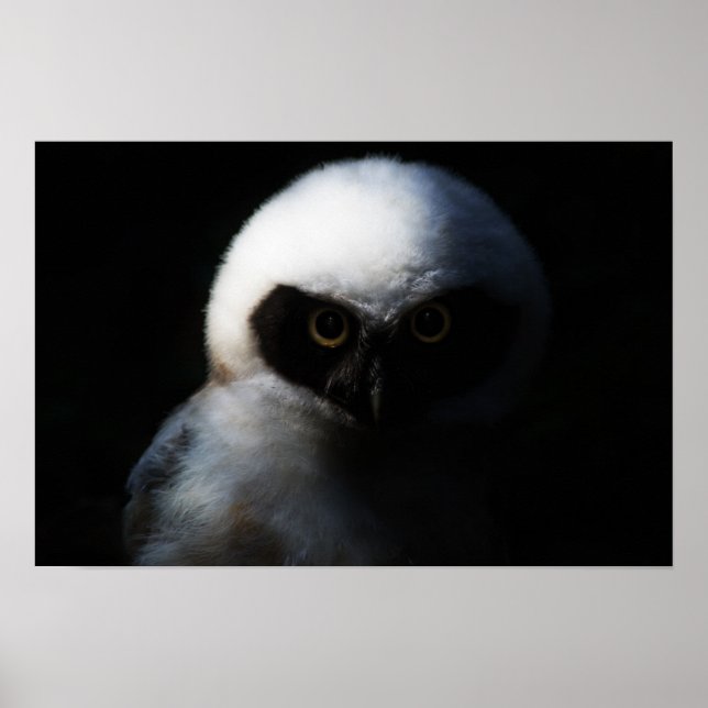 White Fuzzy Uggla med Piercing Gaze Poster (Framsidan)