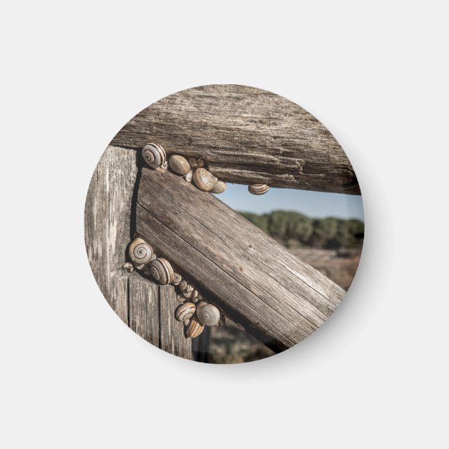 White garden snails (Theba pisana) estivating Magnet (Framsidan)