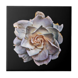 White Gardenia Black Background Kakelplatta