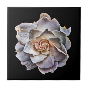 White Gardenia Black Background Kakelplatta