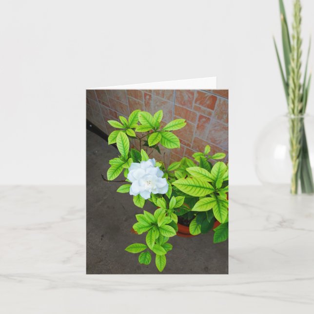 White Gardenia Flower Anteckningskort (Framsida)