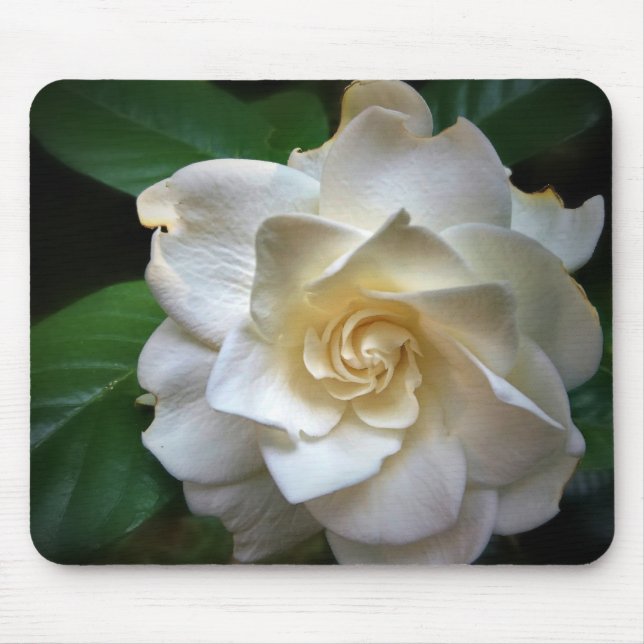 White Gardenia Flower Musmatta (Framsidan)