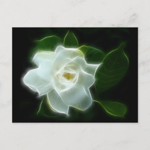 White Gardenia Flower Plant Vykort