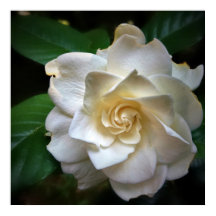 White Gardenia Flower