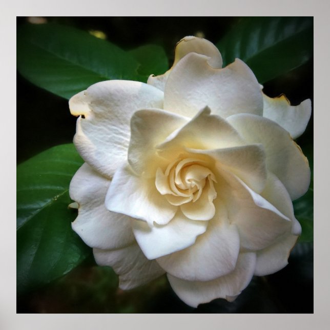 White Gardenia Flower Poster (Framsidan)