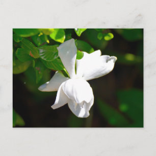 White Gardenia Flower Vykort