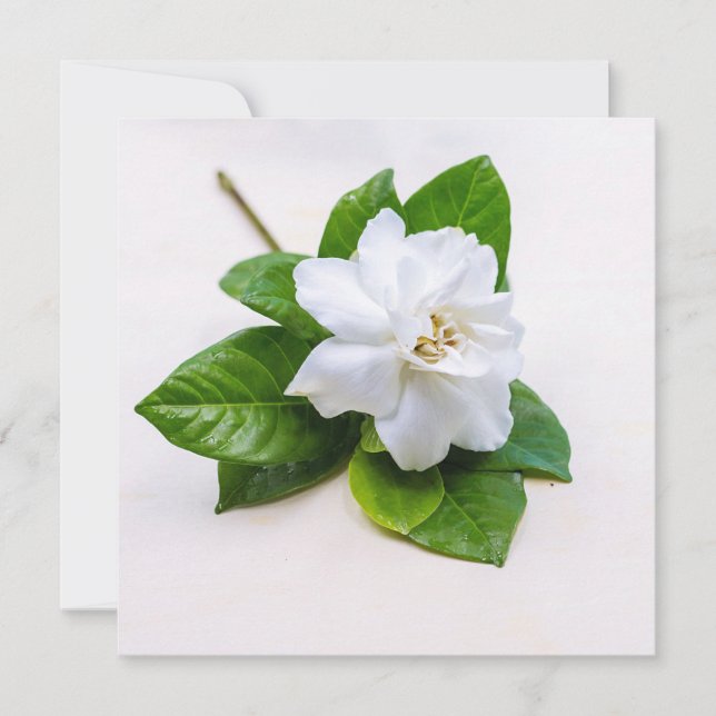 White Gardenia Flowers (Framsida)