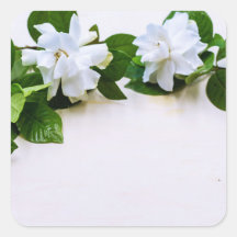 White Gardenia Flowers