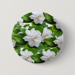 White Gardenia Flowers Knapp