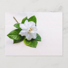 White Gardenia Flowers Vykort