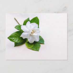 White Gardenia Flowers Vykort