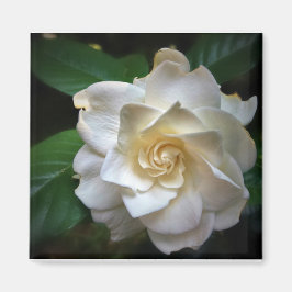 White Gardenia Magnet