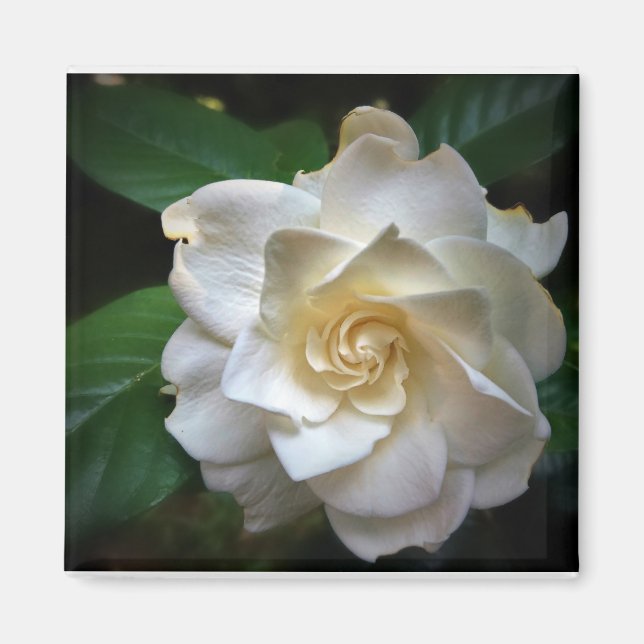 White Gardenia Magnet (Framsidan)