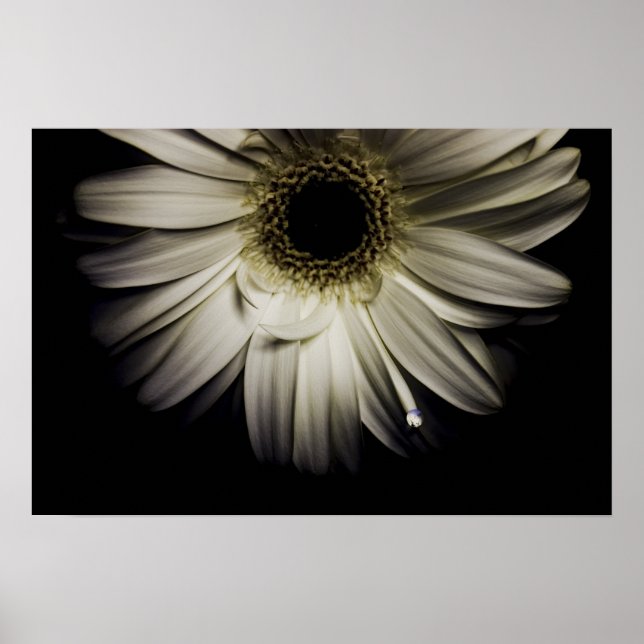 White Gerber Daisy Poster (Framsidan)