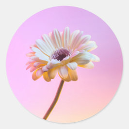 White Gerbera Daisy Sticker Runt Klistermärke