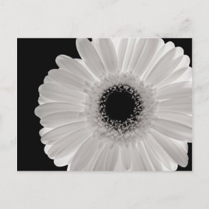 White Gerbera Flower Vykort