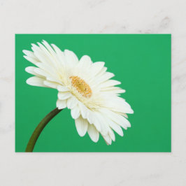 White Gerbera på Grönt Vykort