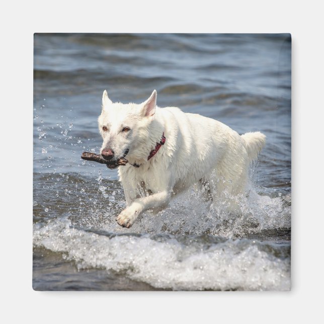 White German shepard på Sjö George Magnet (Framsidan)