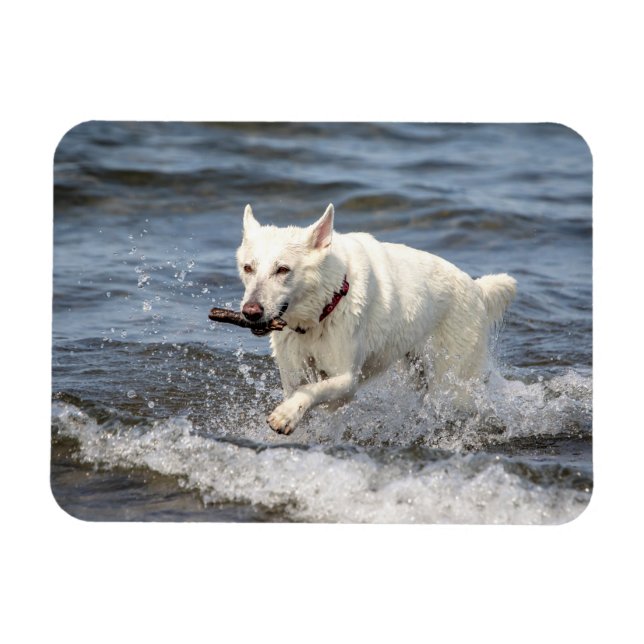 White German shepard på Sjö George Magnet (Horisontell)