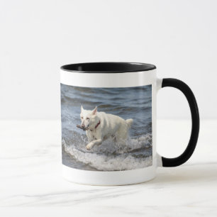 White German shepard på Sjö George Mugg