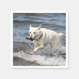White German shepard på Sjö George Pappersservett
