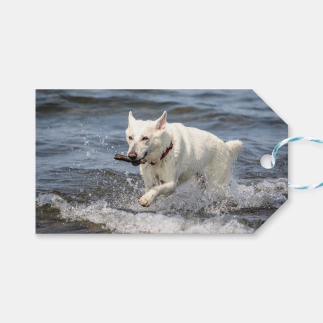 White German shepard på Sjö George Presentetikett (Framsidan (Horisontell))